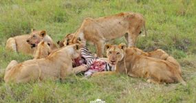 Keňa: Divočina i relax | Červen 2026