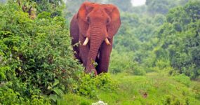 Keňa: Divočina i relax | Červen 2026