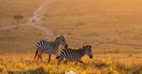 Keňa: Divočina i relax | Červen 2026