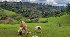 Keňa: Divočina i relax | Červen 2026