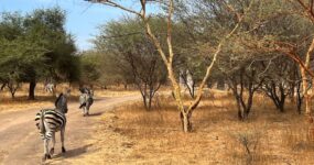 Senegal: Surf, safari a noc pod hvězdami