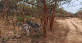 Senegal: Surf, safari a noc pod hvězdami