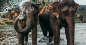 Laos: Zapomenutý klenot Asie