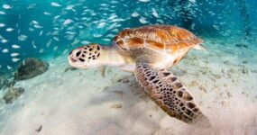 Filipíny: Mindanao a Visayas