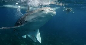 Filipíny: Mindanao a Visayas