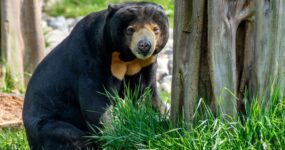 Borneo: Dotek divočiny