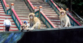 Borneo: Dotek divočiny