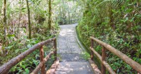 Borneo: Dotek divočiny