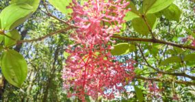 Borneo: Dotek divočiny