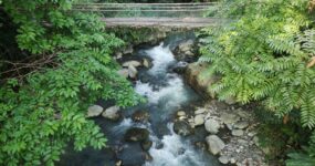 Borneo: Dotek divočiny