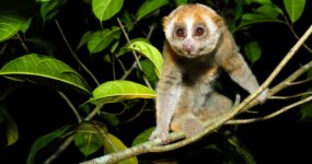 Borneo: Dotek divočiny