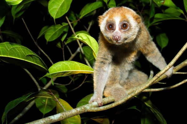 Zájezd - Borneo: Dotek divočiny