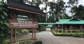 Borneo: Dotek divočiny