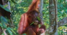 Borneo: Dotek divočiny