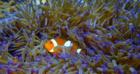 Borneo: Dotek divočiny