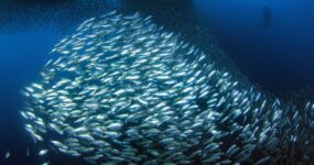 Filipíny: Mindanao a Visayas