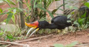 Borneo: Dotek divočiny