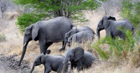 Borneo: Dotek divočiny