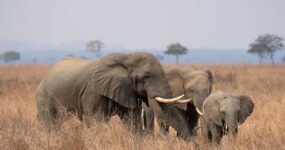 Tanzanie + Zanzibar | Na vlastní kůži