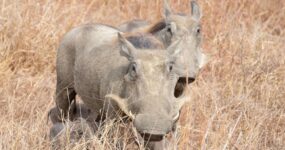 Tanzanie + Zanzibar | Na vlastní kůži