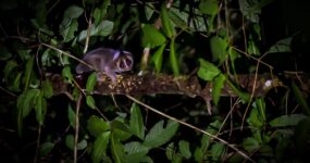 Borneo: Dotek divočiny