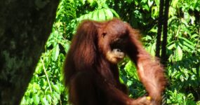 Borneo: Dotek divočiny