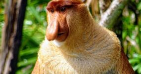 Borneo: Dotek divočiny