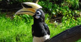 Borneo: Dotek divočiny