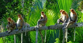 Borneo: Dotek divočiny