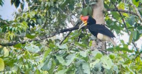 Borneo: Dotek divočiny