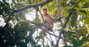 Borneo: Dotek divočiny