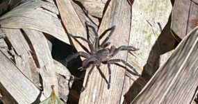 Borneo: Dotek divočiny