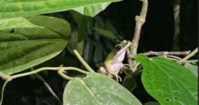 Borneo: Dotek divočiny