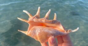 Borneo: Dotek divočiny