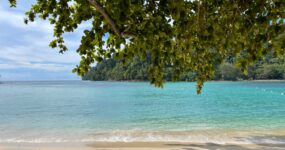 Borneo: Dotek divočiny