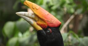 Borneo: Dotek divočiny