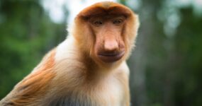 Borneo: Dotek divočiny