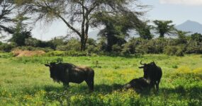 Keňa: Divočina i relax | Červen 2026