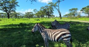 Keňa: Divočina i relax | Červen 2026