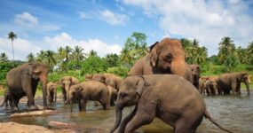 TUK-TUK Challenge | Srí Lanka