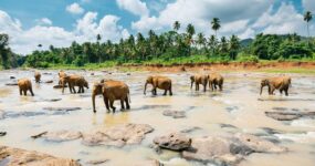 Srí Lanka: Dobrodružství a relax