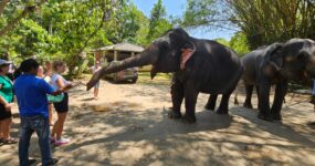 Srí Lanka: Dobrodružství a relax