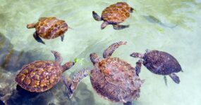 Zanzibar: Ostrov koření a pohody