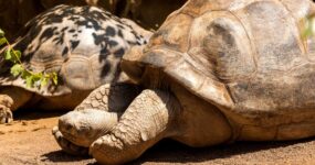 Galapágy a pevninský Ekvádor: Na vlastní kůži