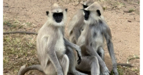 Srí Lanka: Od neprobádaného severu k plážím jihu | Červenec 2026