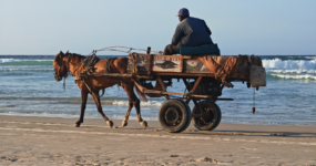Senegal: Surf, safari a noc pod hvězdami