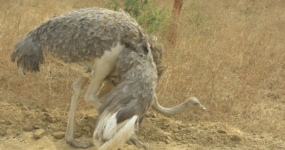 Senegal: Surf, safari a noc pod hvězdami
