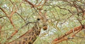 Senegal: Surf, safari a noc pod hvězdami