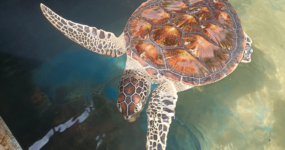 Srí Lanka: Od neprobádaného severu k plážím jihu | Červenec 2026