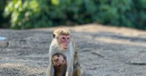 Srí Lanka: Dobrodružství a relax